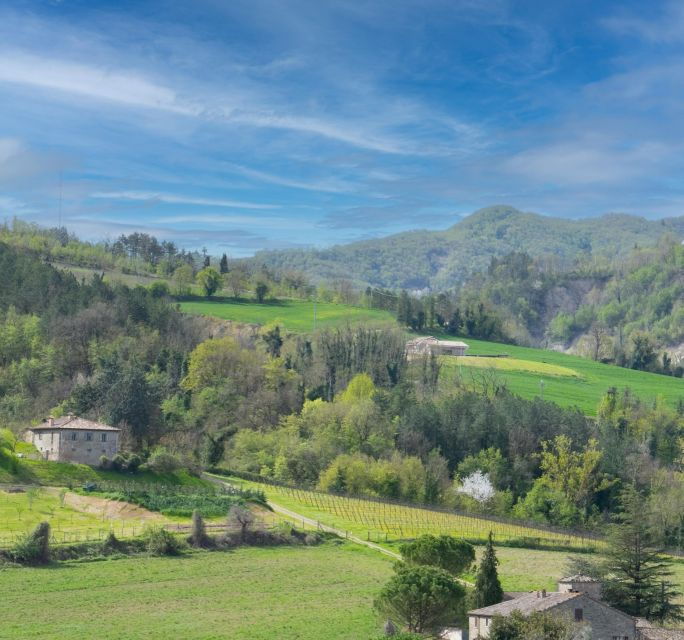 Predappio: Wine Tasting and Vineyard Tour Experience - Tour Sadivino Winery in Predappio