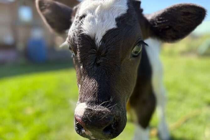 Prehispanic Xochimilco: Market, chinampas and axolotls - Authenticity and Travel Experience