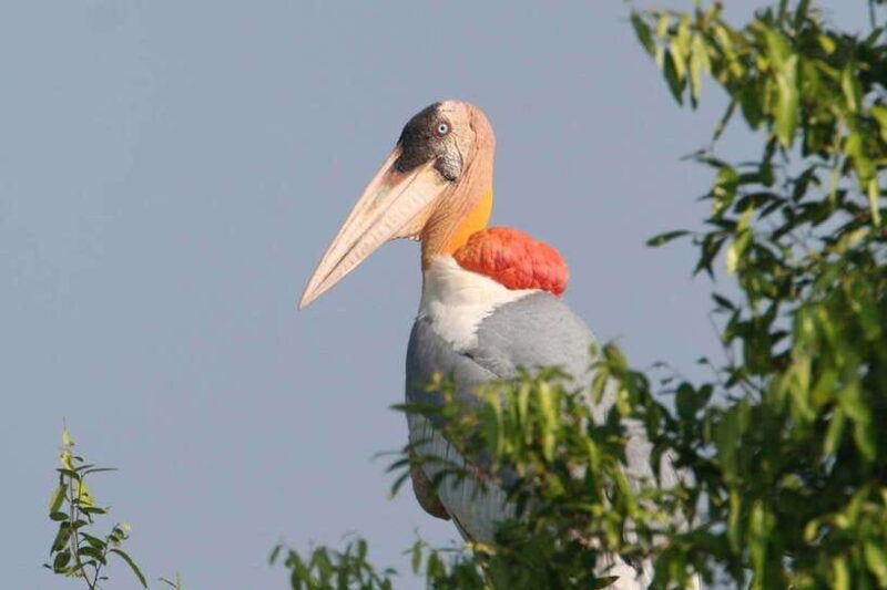 Prek Toal Bird Sanctuary and Great Lake Tour in Cambodia - Good To Know