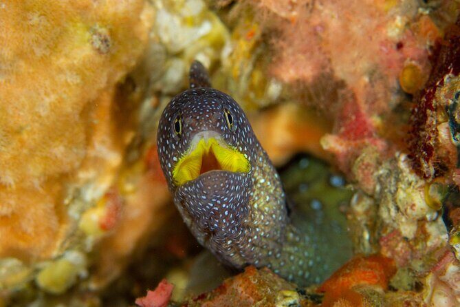 Premier Dive Spots Experience in Kushimoto - Why This Tour Offers Great Value