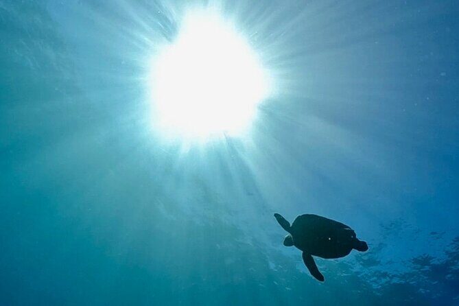 Premier Dive Spots Experience in Kushimoto - Good To Know