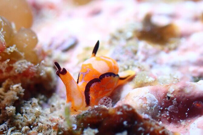 Premier Dive Spots Experience in Kushimoto - FAQ