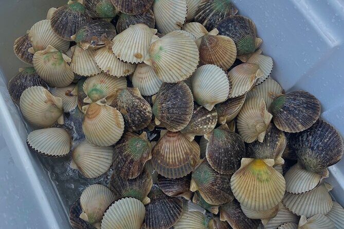 Premier Scalloping Adventure on Florida's Nature Coast - The Sum Up