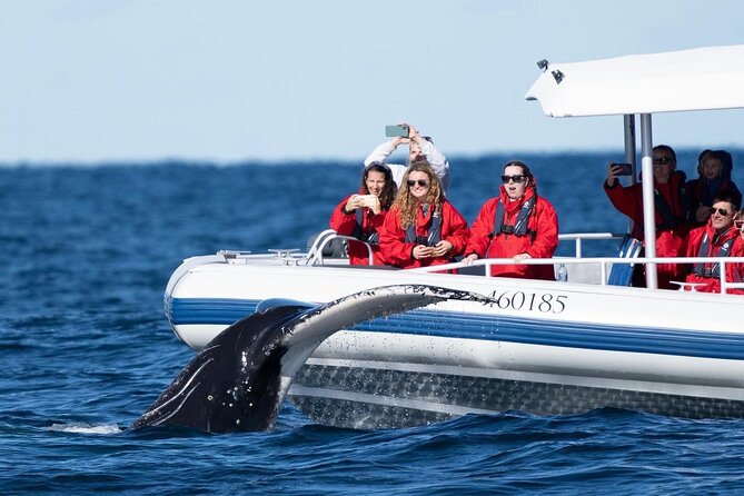 Premier Whale Watching Byron Bay - Whale Watching Byron Bay: Overview