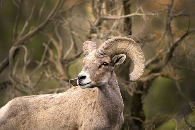 Premier Wildlife Tours in Saguaro National Park - Good To Know