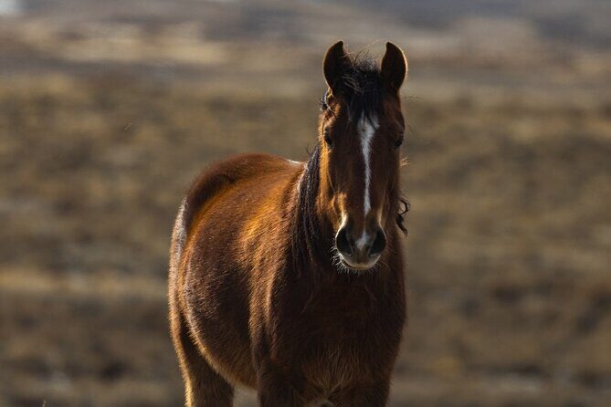 Premier Wildlife Tours in Saguaro National Park - Exploring Saguaro National Park with Premier Wildlife Tours