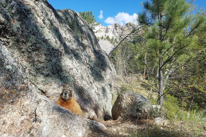 Premiere Private Black Hills Tour: Mt Rushmore, Crazy Horse & Custer State Park - Reviews