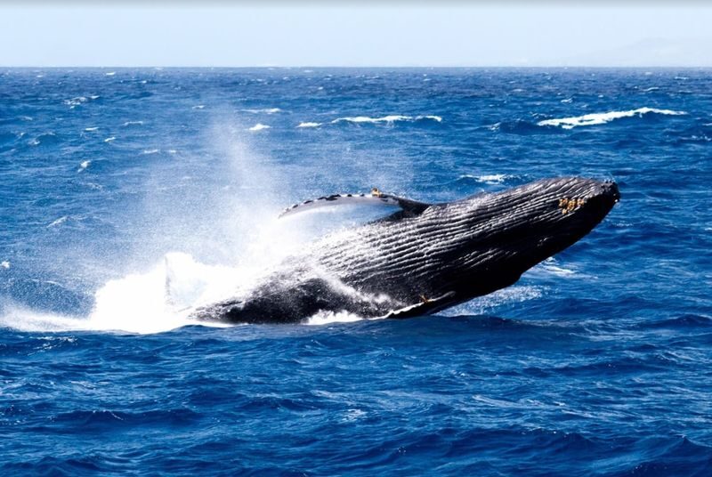 Premiere Whale Watching in Oahu with Breakfast Bread - The useful details at a glance