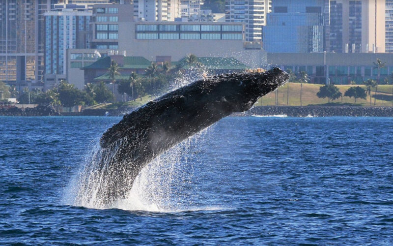 Premiere Whale Watching in Oahu with Breakfast Bread - A morning on the water, not a dawn patrol