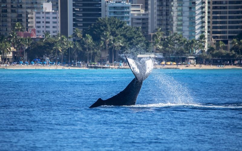Premiere Whale Watching in Oahu with Breakfast Bread - Reading the sea for humpbacks