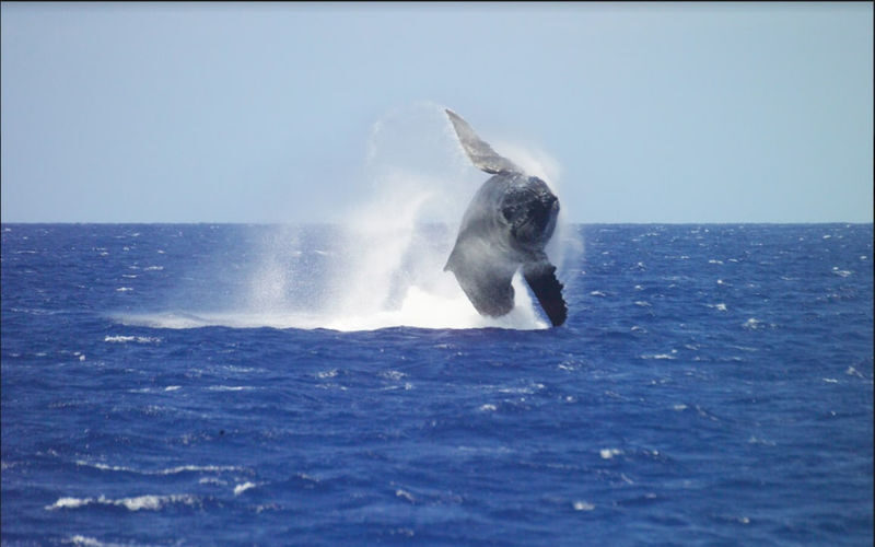 Premiere Whale Watching in Oahu with Breakfast Bread - Pier 8: get the boarding point right