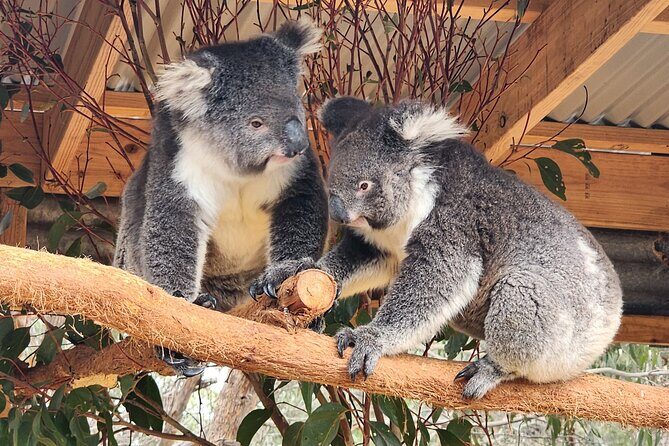 Premium 2 Day Kangaroo Island Minibus Tour from Adelaide - Why This Tour Stands Out