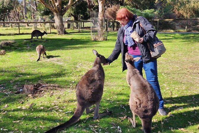 Premium Adelaide Hills Full Day Shore Tour Cruise Port Pick-up - An Honest Look at the Premium Adelaide Hills Full Day Shore Tour