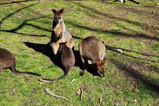 Premium Adelaide Hills Full Day Shore Tour Cruise Port Pick-up - Good To Know