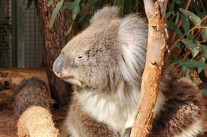 Premium Adelaide Hills Full Day Shore Tour Cruise Port Pick-up - Who Should Consider This Tour?