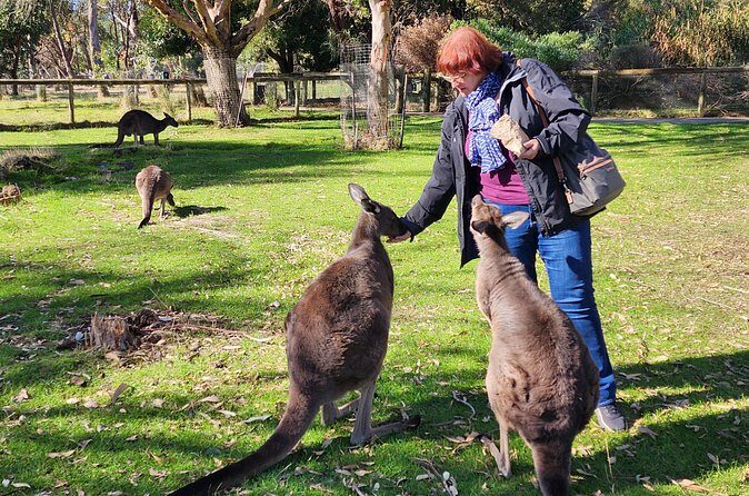 Premium Adelaide Hills Full Day Shore Tour Cruise Port Pick-up - Final Thoughts