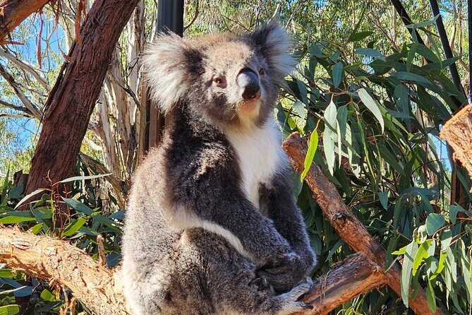 Premium Adelaide Hills Full Day Shore Tour Cruise Port Pick-up - Frequently Asked Questions