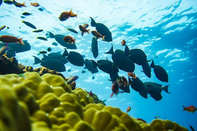 Premium All Inclusive Full Day Tour from Bali to Nusa Penida - Who Should Consider This Tour?