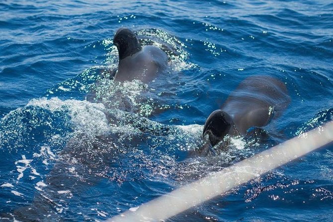 Premium All Inclusive Whale & Dolphin Watching Experience - Expert Guidance and Qualified Skippers