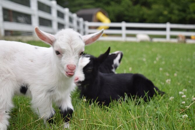 Premium Amish Country Tour Including Amish Farm and House - The Sum Up
