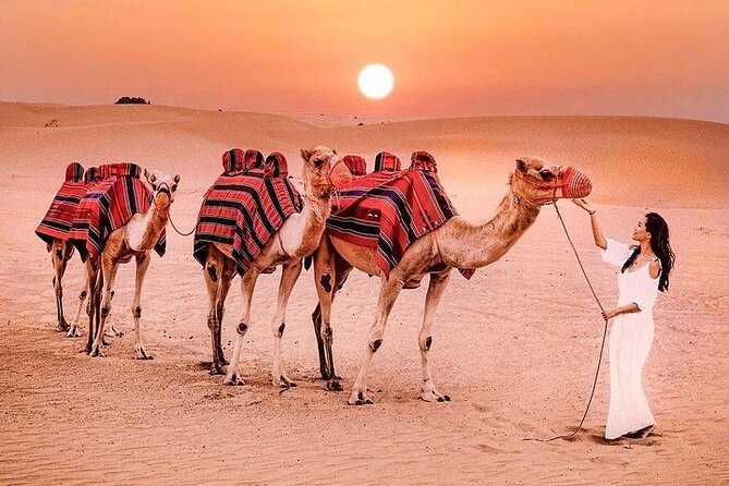 Premium Desert Safari Tour in Dubai - Tour Itinerary