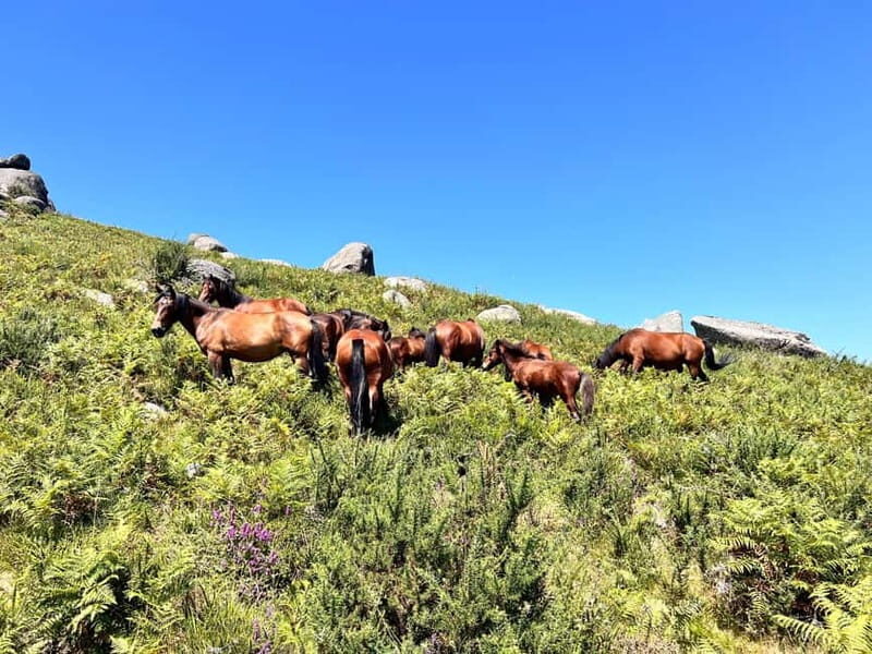 Premium e-MTB Tour in Geres with typical lunch - The Sum Up