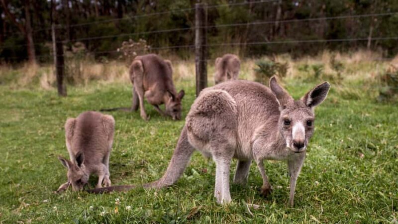 Premium Great Ocean Road Small Group Tour, 12 Apostles - Final Thoughts