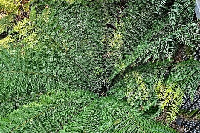 Premium Great Ocean Road Tour IN A Relaxed Way IN Premium Coach - Final Thoughts