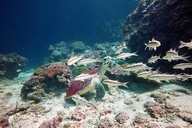 Premium Guided Scuba Diving Day Trip for Certified Divers - Trip Confirmation and Accessibility