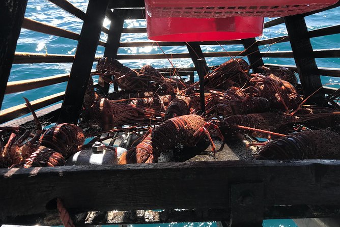 Premium Live Lobster Tours Presented Sashimi or BBQ Style - Schedule and Location