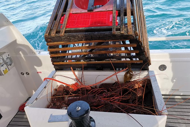 Premium Live Lobster Tours Presented Sashimi or BBQ Style - Weather and Rescheduling