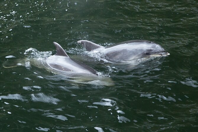 Premium Milford Sound Bus - Cruise - Fly Tour With Picnic Lunch From Queenstown - Pricing