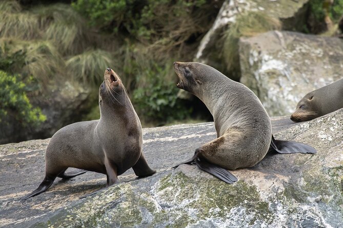 Premium Milford Sound Cruise Including Lunch - Meeting and Pickup Information