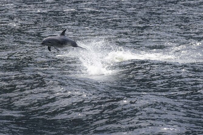 Premium Milford Sound Cruise Including Lunch - Reviews