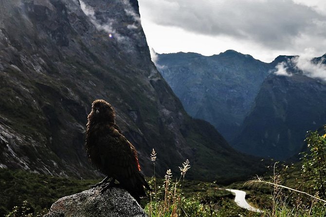 Premium Milford Sound Small Group Tour, Cruise & Picnic Lunch From Queenstown - Beautiful Scenery and Picnic Lunch