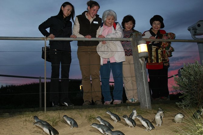 Premium Phillip Island Penguin Parade Tour With Koala Conservation Reserve - Tour Overview and Logistics