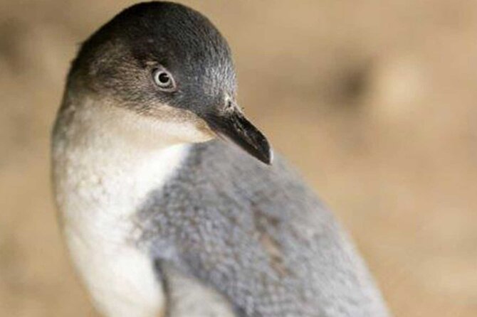 Premium Phillip Island Penguin Parade Tour With Koala Conservation Reserve - Witnessing the Evening Penguin Parade