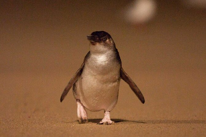 Premium Phillip Island Penguin Parade Tour With Koala Conservation Reserve - Multiple Pickup Points Available