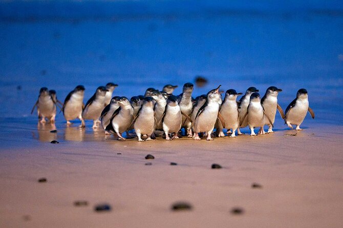 Premium Phillip Island Penguin Parade Tour With Koala Conservation Reserve - Weather Conditions and Dress Code