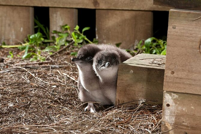 Premium Phillip Island Penguin Parade Tour With Koala Conservation Reserve - Refund and Cancellation Policy
