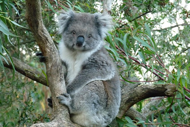 Premium Phillip Island Penguin Parade Tour With Koala Conservation Reserve - Positive Reviews and Feedback