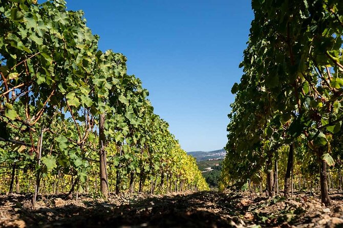 Premium Private Douro Tour: 2 Wineries With Tastings & Cruise - Tour Details and Inclusions