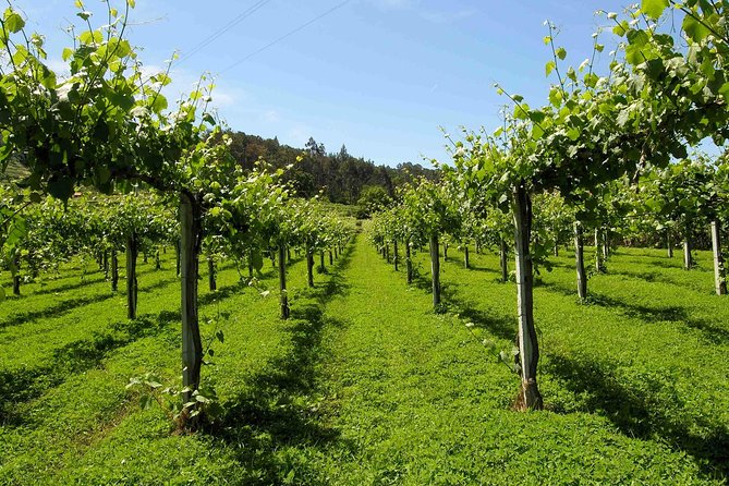 Premium Private Vinho Verde Tour:2 Wineries With Tastings & Lunch - Explore Lush Green Scenery of Vinho Verde Region
