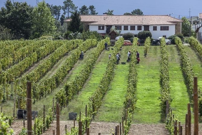 Premium Private Vinho Verde Tour:2 Wineries With Tastings & Lunch - Sample Special Wines at Local Wineries