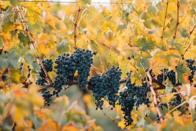 Premium Private Winery Tour: Customizable Experience - Final Wrap-up