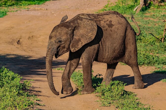 Premium Safari Game Drive in National Park - Inclusions and Fees