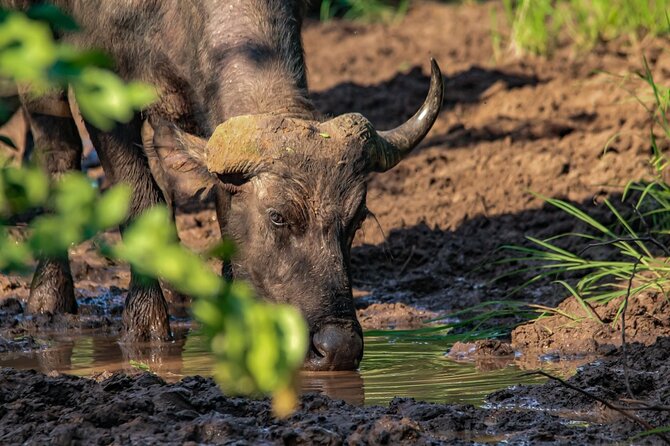 Premium Safari Game Drive in National Park - Safari Game Drive Experience