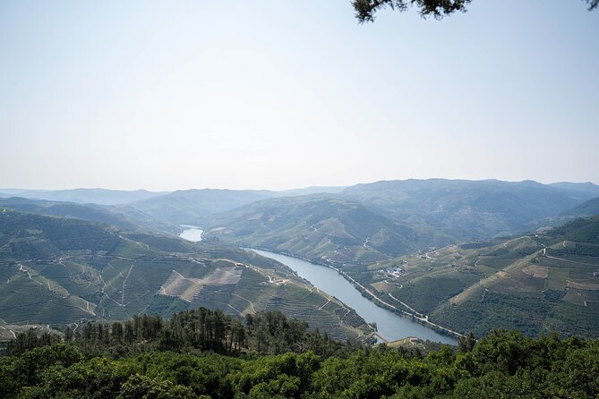 Premium Small Group Douro Valley Wine Tour From Porto - Winery Experiences, Lunch and Dining Experience, Overall Satisfaction and Recommendations
