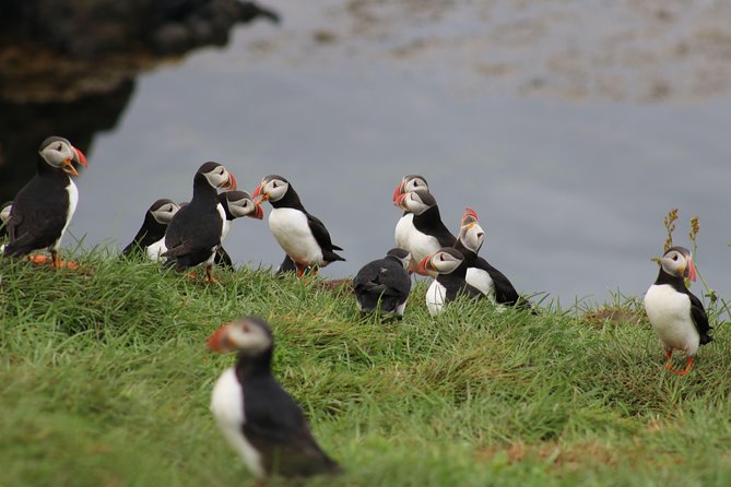 Premium Small-Group Puffin & Bird Watching Tour From Reykjavík - Tour Details