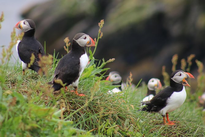 Premium Small-Group Puffin & Bird Watching Tour From Reykjavík - Traveler Amenities